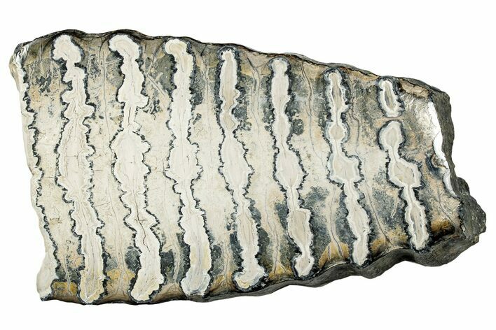 Polished Mammoth Molar Slice - South Carolina #335392